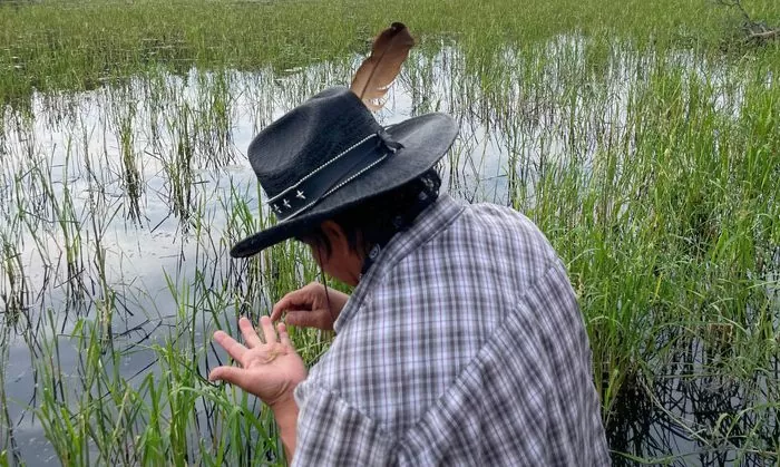Elder Guy Henry inspecting Manomin